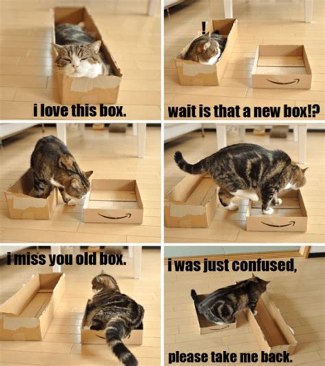 20 Funny Cat Memes For Funny Cat Friday Cat Care Solutions