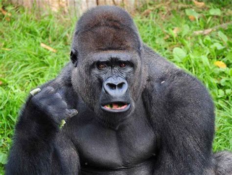 Gorilla Wont Stop Saying Gorilla In Sign Language Gorilla