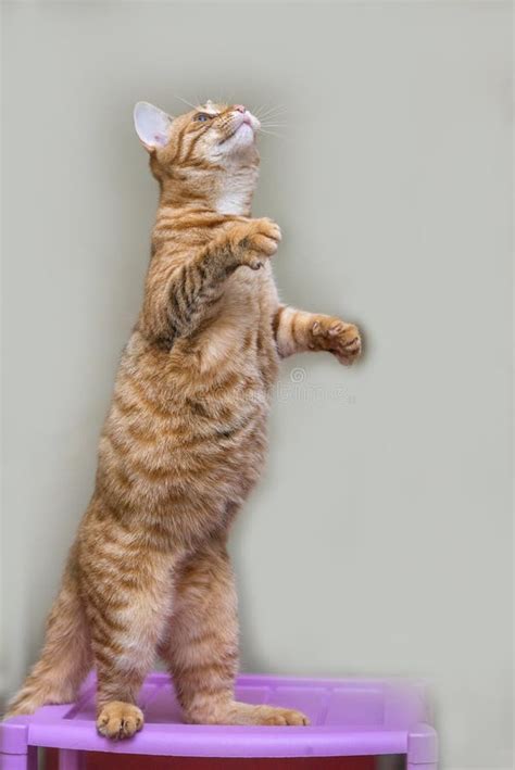 Striped Ginger Cat Standing On Its Hind Legs Stock Photo Image Of