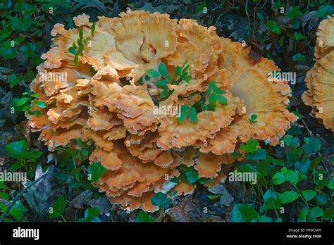Chicken On The Woods Fungus Laetiporus Sulphureus Called Chicken