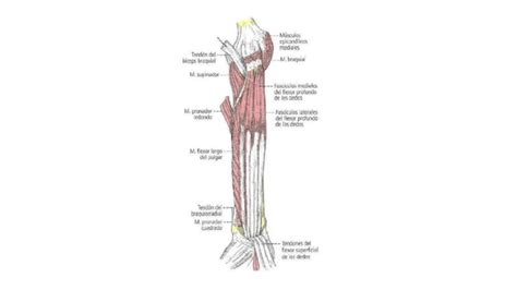 Anatomía Músculos Del Antebrazo