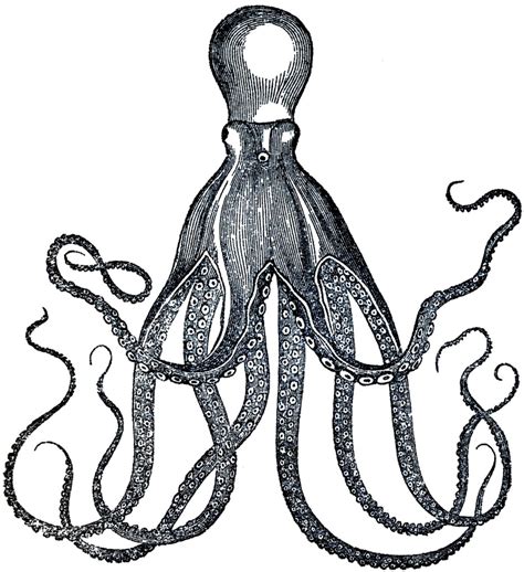 This site contains information about ostrich clipart black and white. Vintage Octopus Image - Cuttlefish - The Graphics Fairy