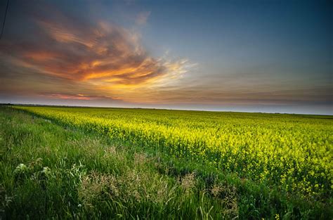 Hd Wallpaper Yellow Tulip Flowers Field At Sunset Holland Rich Pure