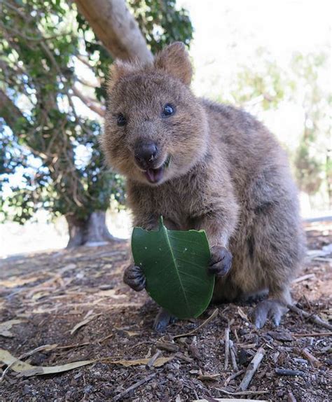 11 Unique Australian Animals Some You Never Knew Existed