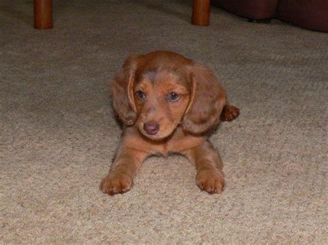 67 Miniature Dachshund For Sale In Tn Pic Bleumoonproductions