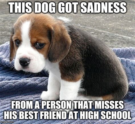 Sad Dog Imgflip