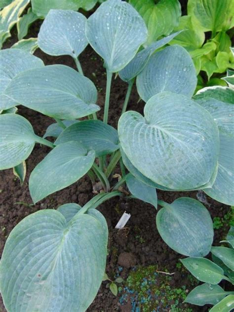 5 Things To Do With Hostas In The Fall World Of Garden Plants