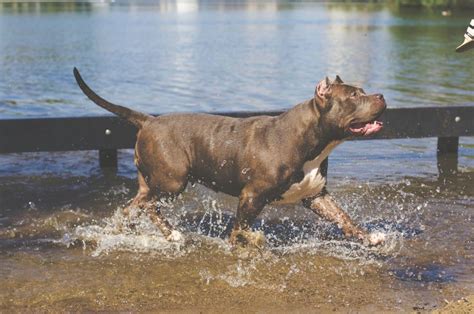 Pit Bull The Most Misunderstood Dog Breed Copuppy