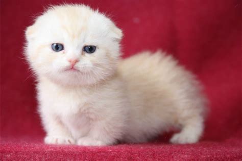 15 Amazingly Cute Scottish Fold Munchkin Kittens Bone And Yarn