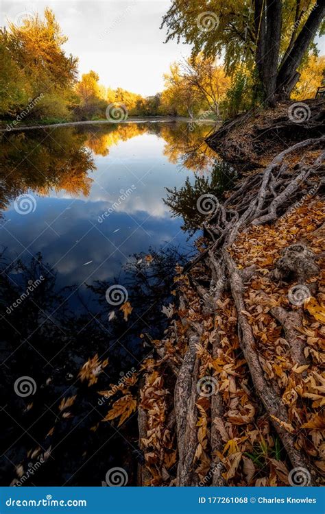 Boise River With Autumn Colors And Leaves Around The Roots Of A Tree