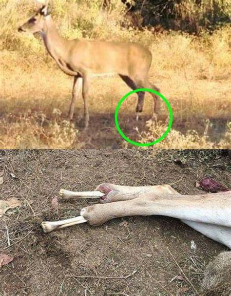 Deer Lost Its Back Hooves And Was Walking Around On Bone R