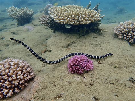 Turtle Headed Sea Snake From Baie Des Citrons Sud Nouméa 98800