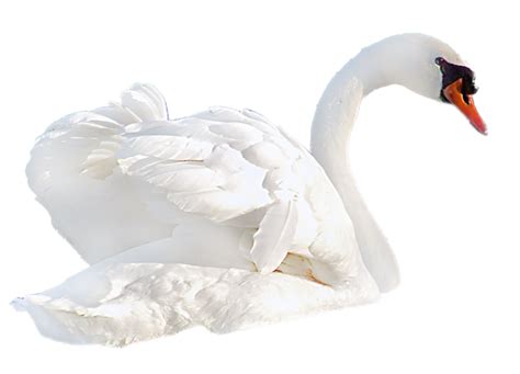 Swan Png Transparent Image Download Size 800x577px