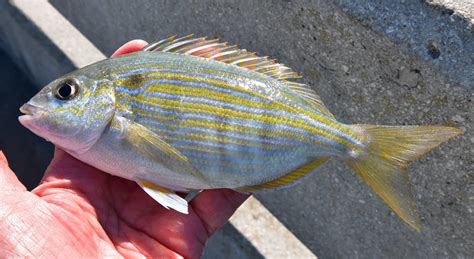 Pinfish Uconn Fishmate
