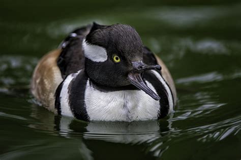 Calling Out Mrs Hoody Hooded Merganser Duck Species Beautiful Birds
