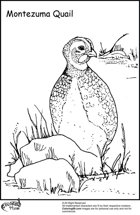 Quail printable coloring page, free to download and print. Quail Coloring Pages | Minister Coloring
