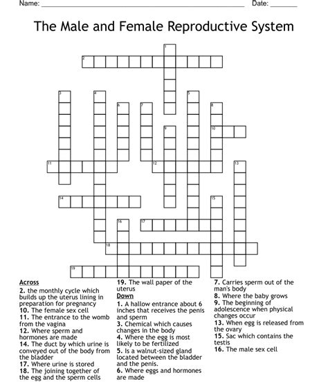 The Male And Female Reproductive System Crossword Wordmint