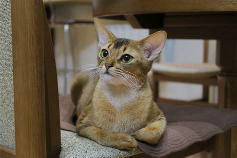 Egyptian Abyssinian Cat Breed Profile Description Traits Care