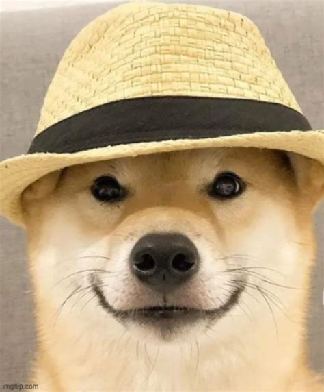 Doge With Hat Fun Pictures Of Dogs Wearing Hats We Are