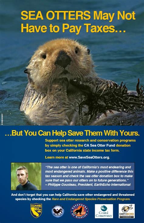 Surfwriter Girls Its Time To Help Californias Sea Otters