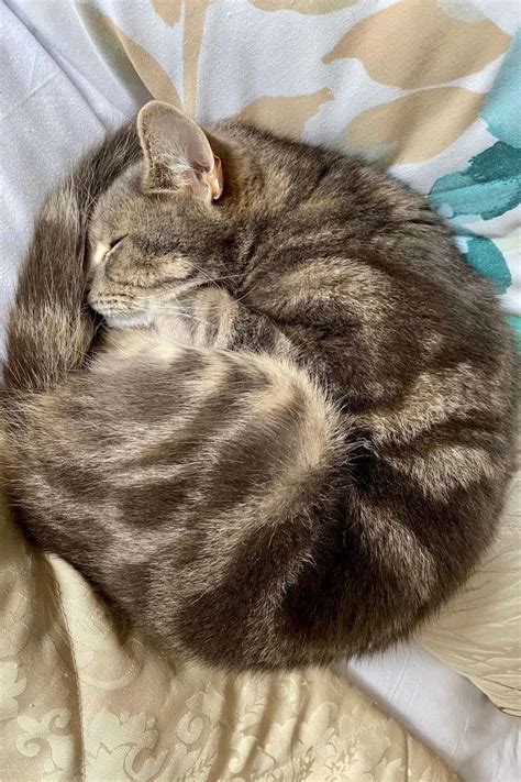 Why Do Cats Curl Up In A Ball When They Sleep Petskb