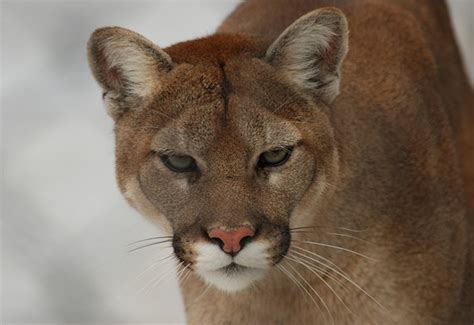 Kuow Officials Shoot Cougar Near Location Hiker Was Killed