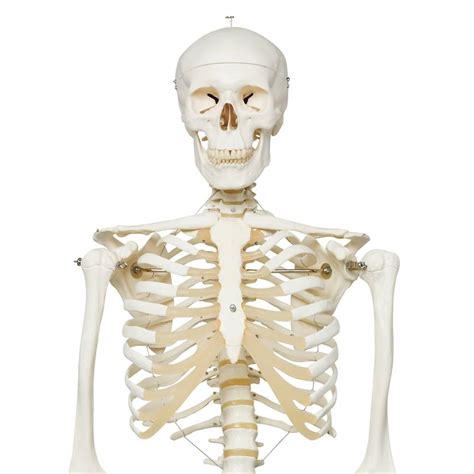 Human Skeleton Model Stan Anatomical Skeleton Model