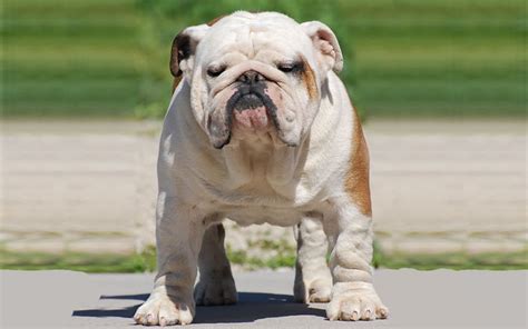 Miniature English Bulldog Breed Information And Pictures
