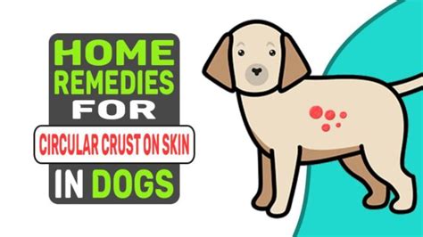 Home Remedies For Circular Crusty Patches On Dogs Skin Petmoo