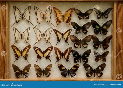 Display Case With Collection Of Exotic Butterflies Stock Photo Image