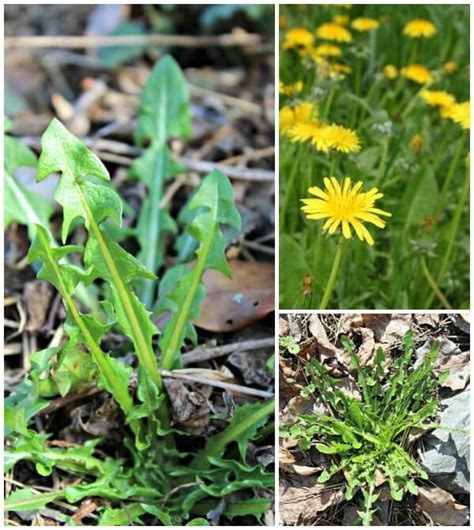 Spring Wild Edible And Medicinal Plants That Are Growing In Your Lawn