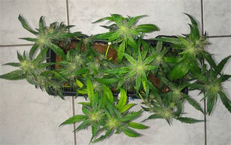 First Pc Grow 96w Cfl 7 Weeks Flowering