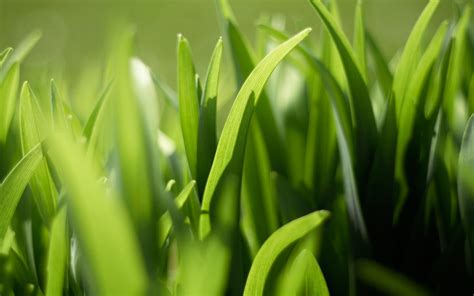 Selective Focus Photography Of Green Grass Hd Wallpaper Wallpaper Flare