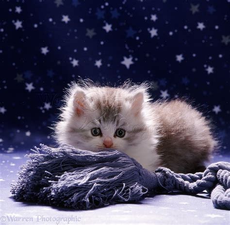 Fluffy Kitten Photo Wp08504