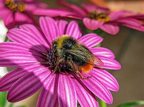 Heute wird zum dritten mal in folge weltweit der weltbienentag begangen. HEUTE IST WELTBIENENTAG..... Foto & Bild | tiere, wildlife ...
