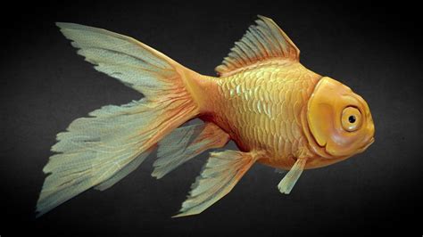 Goldfish By Liam Broughm 3d Model Goldfish Character Rigging Low