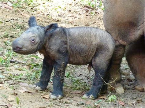 Sumatran Rhino Facts Habitat Diet Life Cycle Baby Pictures