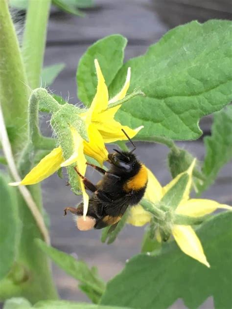 how to hand pollinate tomato flowers to triple fruit production jardinage en serre jardinage