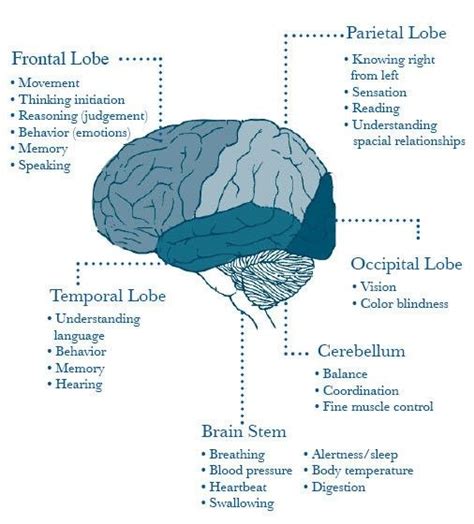 Neuropsychiatry Of Frontal Lobe Dysfunction In Violent And Criminal
