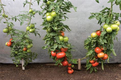 Grafted Tomatoes Grab Attention With Improved Vigor Production And