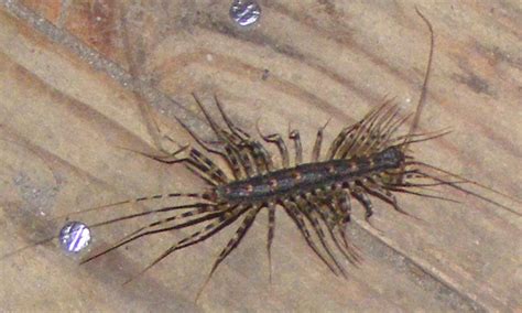 House Centipede From Australia Whats That Bug