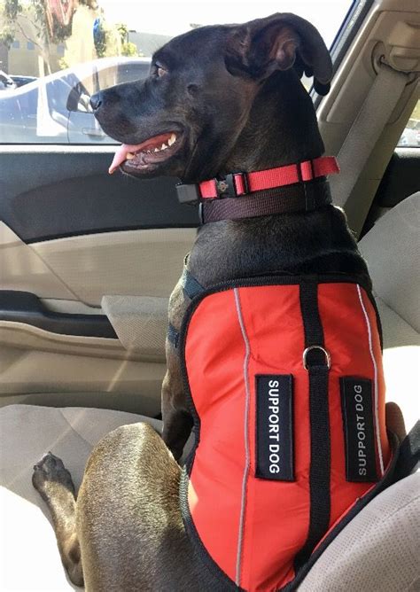 May 08, 2021 · disabilities that qualify for an emotional support dog. Register your Service Dog and Emotional Support Animal ...