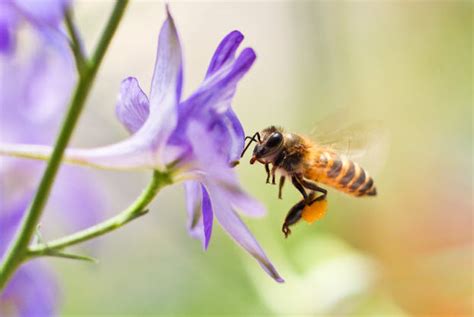 The Importance Of Bees In Crop Pollination Insights From Our Labs To