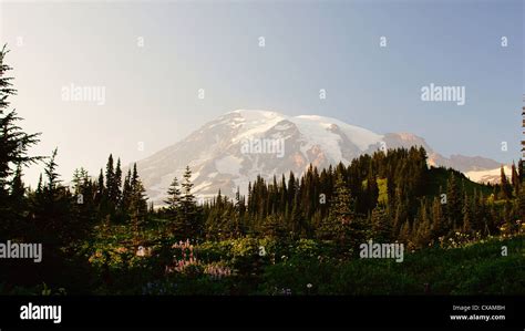 Mt Rainier Wildflower Hi Res Stock Photography And Images Alamy