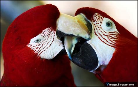 Parrot Red Bird Kiss Cute