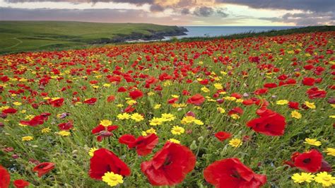 England Coast Meadow Flowers Poppies Daisies Bokeh Wallpaper