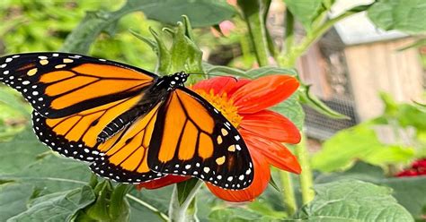 What Do Monarch Butterflies Eat Learn About Nature