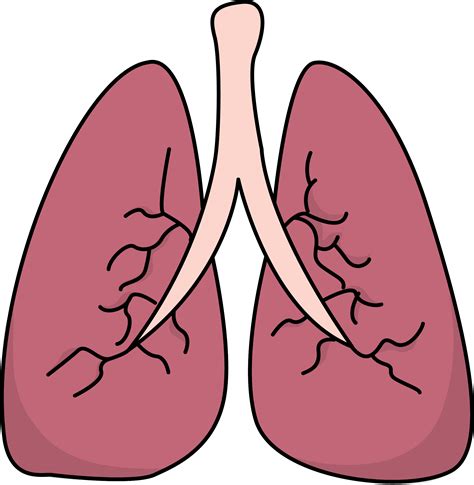 Lungs Transparent Background Lungs Clipart Png Download Full Size