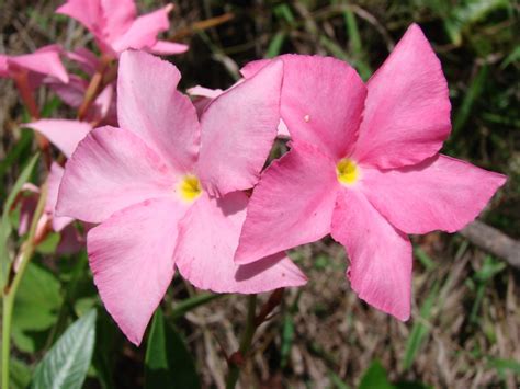 Order flowering from the arbor day foundation nursery. Mandevilla Plant Care - Growing Mandevilla In Your Garden