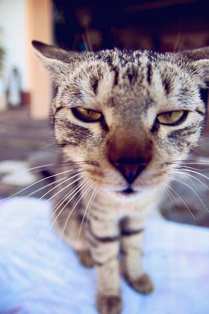 100 Best Annoyed Cats Funny Faces Images On Pinterest